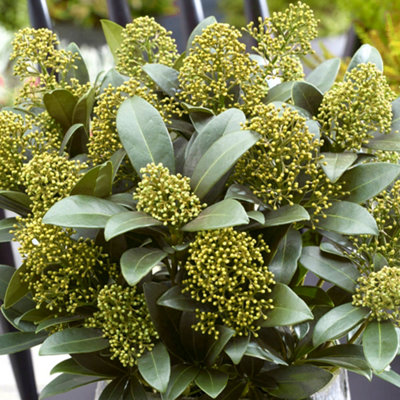 B&Q -  Skimmia White Globe Garden PlantCompact SizeEvergreen (25-35Cm Height Including Pot)