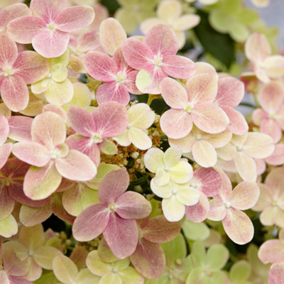 Gardeners Dream Green/White/Pink Hydrangea 'Polestar' - 9Cm Pot - Image 3