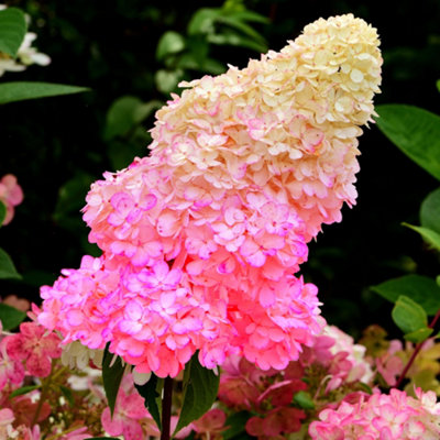Gardeners Dream Hydrangea Paniculata Sundae Fraise Deciduous Garden Shrub Outdoor Plant In Pot9Cm Pot (20-30Cm) from B&Q