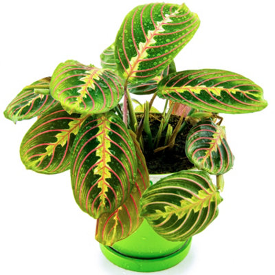 Gardeners Dream Maranta Fascinator TricolourTropical Houseplant With Vibrant FoliagePerfect For Indoors (20-30Cm Height Including Pot) from B&Q