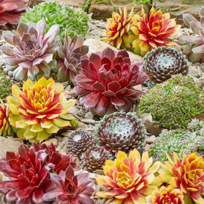 Gardeners Dream Sempervivum Mix (9CmPack Of 6) from B&Q