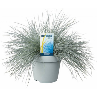 Gardeners Dream Festuca Intense BlueStriking Blue FoliageEvergreen Shrub2L Pot (25-35Cm Height Including Pot) from B&Q