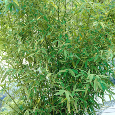 Gardeners Dream Fargesia PingwuHardy Outdoor Bamboo PlantEvergreen (20-40Cm Height Including Pot) from B&Q