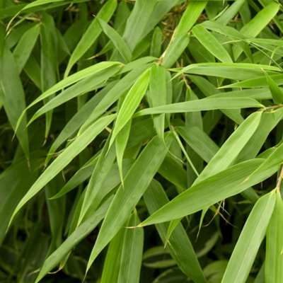 Gardeners Dream Fargesia RufaHardy Outdoor Bamboo PlantEvergreen (20-40Cm Height Including Pot) from B&Q