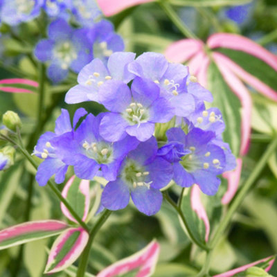 Gardeners Dream Polemonium Stairway To Heaven (9Cm) from B&Q