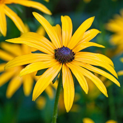 Gardeners Dream Rudbeckia Goldsturm Coneflower Herbaceous Perennial Potted Flowering Plant9Cm Pot (15-25Cm) from B&Q