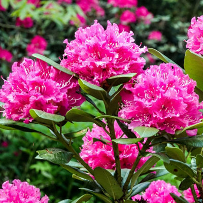 B&Q Gardeners Dream Rhododendron Rocket (9Cm) Pink/Dark/Green