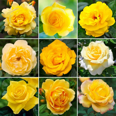 Gardeners Dream Rose - Outdoor Plant, Stunning Colour, Ideal For Gardens, Compact Size Yellow