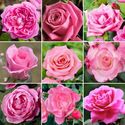 Gardeners Dream Pink Rose - Outdoor Plant, Stunning Colour, Ideal For Gardens, Compact Size