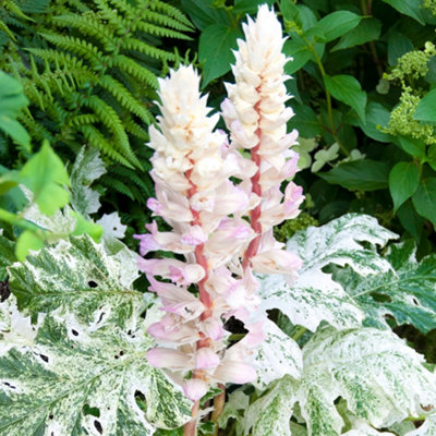 B&Q -  Acanthus WhitewaterVariegated Bear's BreechesOrnamental Plant (15-30Cm Height Including Pot)