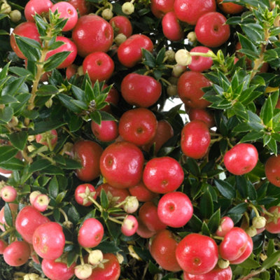 Gardeners Dream Pernettya RedBright Berried ShrubAdds Festive Cheer (10.5Cm) from B&Q