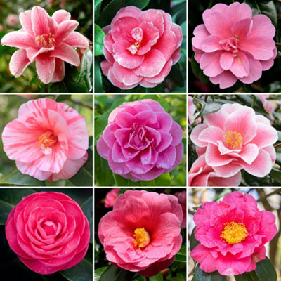 Gardeners Dream Pink Camellia Garden PlantElegant Pink BloomsCompact Size (20-30Cm Height Including Pot) from B&Q