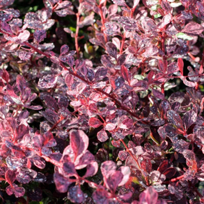 B&Q -  Berberis Pink Queen Garden ShrubVibrant And Hardy Variegated Plant (10-30Cm Height Including Pot)