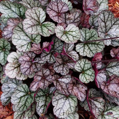 B&Q -  Heuchera Glitter Garden PlantSparkling FoliageCompact Size (15-30Cm Height Including Pot)