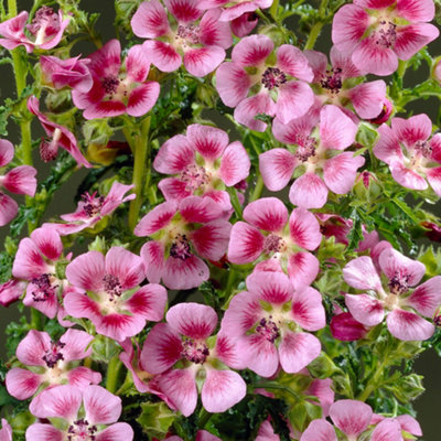 B&Q -  Anisodontea Elegans Princess Garden PlantRose-Pink BloomsCompact SizeAttracts Pollinators (10-30Cm Height Including Pot)
