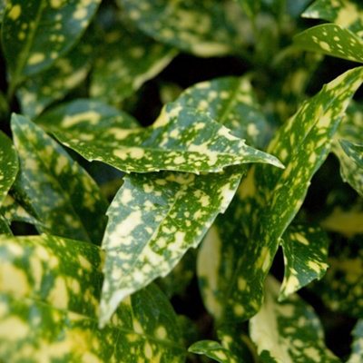 Gardeners Dream Aucuba Marmorata Garden ShrubStriking Variegated FoliageShade-Loving (10-30Cm Height Including Pot) from B&Q