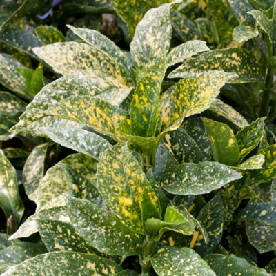 Gardeners Dream Aucuba Mr Goldstrike Garden ShrubVibrant Yellow VariegationShade-Loving (10-30Cm Height Including Pot) from B&Q