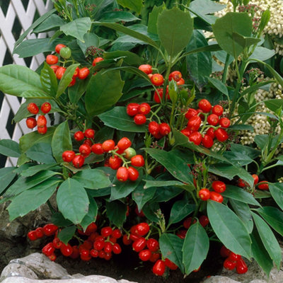 Gardeners Dream Aucuba Rozannie Garden ShrubEvergreen FoliageShade-Tolerant (10-30Cm Height Including Pot) from B&Q