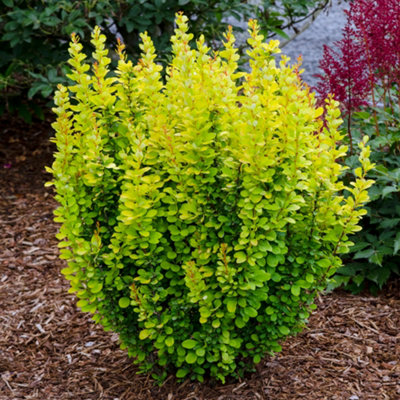 B&Q -  Berberis Golden Rocket Garden ShrubUpright GrowthStriking Foliage (10-30Cm Height Including Pot)