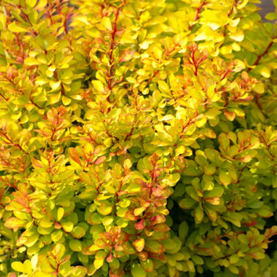 B&Q -  Berberis DiabolicumCompact ShrubUnique Colour-Changing Foliage (20-30Cm Height Including Pot)
