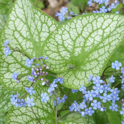 B&Q -  Brunnera Alexanders GreatLarge Heart-Shaped LeavesShade-LovingCompact Size (20-30Cm Height Including Pot)