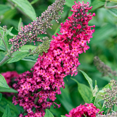B&Q -  Buddleia Prince Charming Garden ShrubFragrant Magenta BloomsAttracts Butterflies (10-30Cm Height Including Pot)