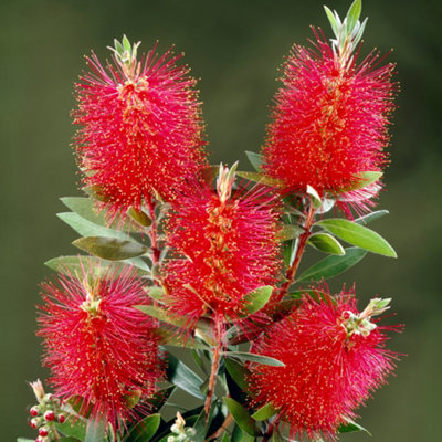 B&Q -  Callistemon Laevis Bottlebrush ShrubVibrant Red Bottlebrush-Like Blooms (10-30Cm Height Including Pot)
