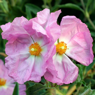 Gardeners Dream Cistus Silver PinkRock Rose Evergreen Potted Bushy Garden Shrub Plant In Pot9Cm Pot (15-25Cm) from B&Q