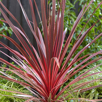 Gardeners Dream Cordyline Australis Cabbage Palm Garden PlantStriking Purple FoliageCompact SizeAttracts Pollinators (10-30Cm) from B&Q