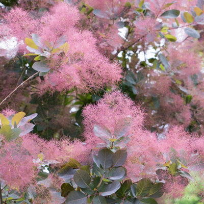 Gardeners Dream Cotinus Grace Garden ShrubAttractive Autumn FoliageCompact SizeAttracts Pollinators (10-30Cm Height Including Pot) from B&Q