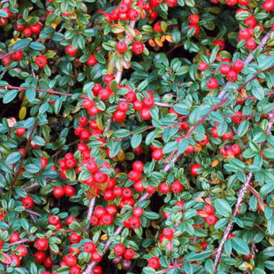 Gardeners Dream Coral Cotoneaster Beauty Garden Shrub - Attractive -Coloured Berries, Compact Size, Attracts Pollinators (10-30Cm)