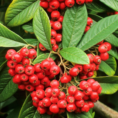 Gardeners Dream Cotoneaster Cornubia Garden ShrubAbundant Red BerriesCompact SizeAttracts Pollinators (10-30Cm Height Including Pot) from B&Q