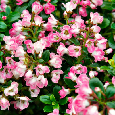 B&Q -  Escallonia Peach BlossomChilean Gum Box Evergreen Outdoor Garden Shrub Plant9Cm Pot (15-30Cm)