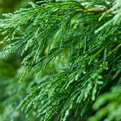 Gardeners Dream Leylandii Green Starter Hedge Pack10 Young Plants For Dense Coverage (30-60Cm) from B&Q