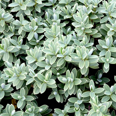 Gardeners Dream Shrubby Veronica Pagei Evergreen Outdoor Hardy Garden Shrub Plant In Pot9Cm Pot (15-30Cm) from B&Q