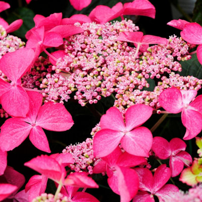 Gardeners Dream Hydrangea Selina Garden PlantEnchanting Pink BloomsCompact Size (10-30Cm Height Including Pot) from B&Q