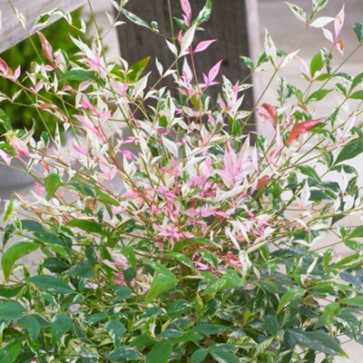 Gardeners Dream Nandina Twilight Garden ShrubColorful FoliageCompact Size (10-30Cm Height Including Pot) from B&Q