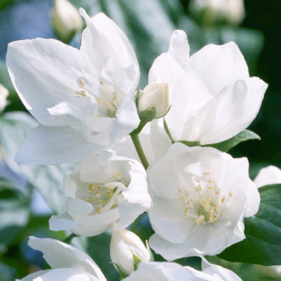 Gardeners Dream Philadelphus Mrs E L Robinson Garden ShrubFragrant White FlowersCompact Size (10-30Cm Height Including Pot) from B&Q