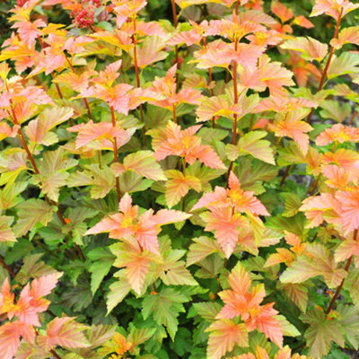B&Q -  Physocarpus Amber Jubilee Garden PlantVibrant Green And Amber FoliageCompact Size (10-30Cm Height Including Pot)