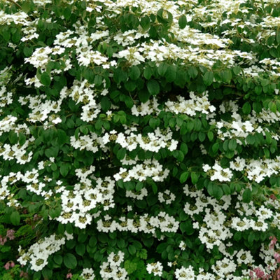 Gardeners Dream Viburnum Mariesii Garden PlantWhite Lacecap FlowerheadsCompact Size (20-30Cm Height Including Pot) from B&Q