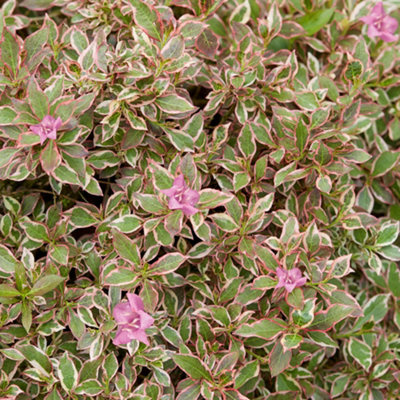 Gardeners Dream Weigela Monet (9Cm) from B&Q