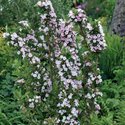 B&Q -  Weigela Apple Blossom Garden PlantPink And White BloomsCompact Size (20-30Cm Height Including Pot)