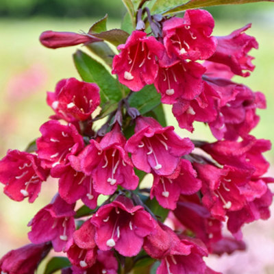 B&Q -  Weigela Cherry Garden PlantDeep Pink BloomsCompact Size (20-30Cm Height Including Pot)