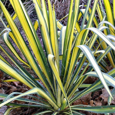 B&Q -  Yucca Colour Guard Garden PlantStriking Yellow And Green FoliageCompact Size (20-30Cm Height Including Pot)