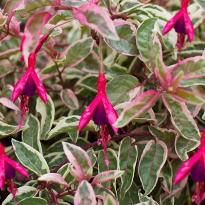 Gardeners Dream Fuchsia Sunray Garden PlantVariegated FoliagePink And Purple FlowersCompact Size (15-30Cm Height Including Pot) from B&Q