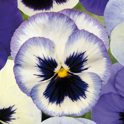 B&Q -  Pansy Ocean Breeze Bedding PlantsTranquil Blooms (6 Pack)
