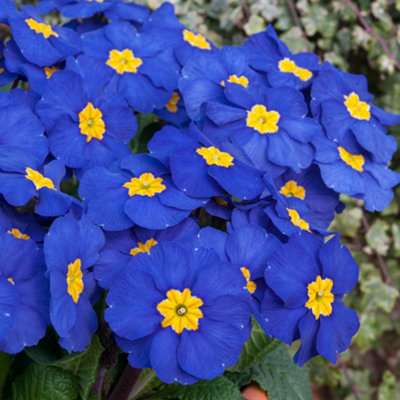 Gardeners Dream Polyanthus Bedding Plants - Delicate Blooms (6 Pack) Blue