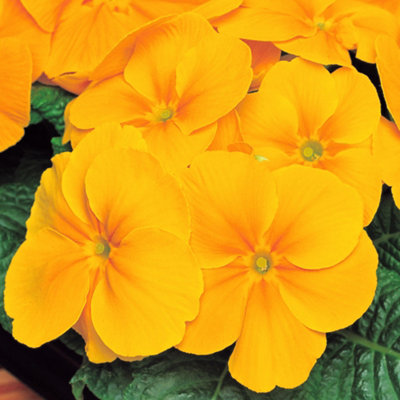Gardeners Dream Polyanthus Bedding Plants - Warm Blooms (6 Pack) Orange