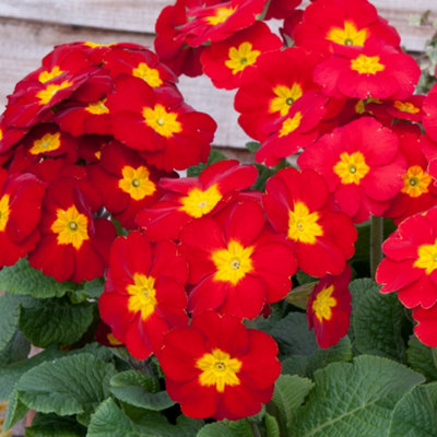 Gardeners Dream Polyanthus Bedding Plants - Vibrant Blooms (6 Pack) Red