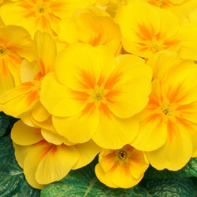 Gardeners Dream Polyanthus Bedding Plants - Sunshine Blooms (6 Pack) Yellow